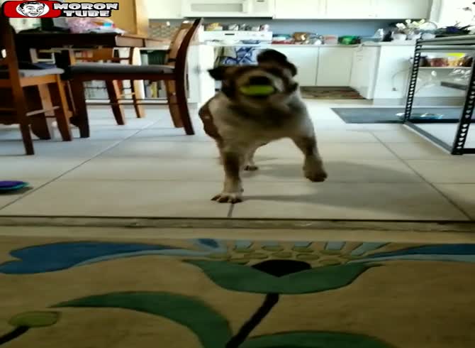 Video :This dog really is a very good dancer